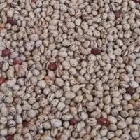 لوبیا چیتی