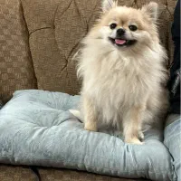 سگ پامر ماده