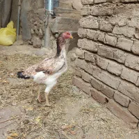 مرغ لاری|پرنده|خاروانا, |دیوار