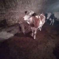 فروش گاو  تلیسه آبستن وگوساله گوشتی