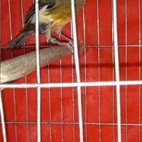 فروش قناری|پرنده|تاکستان, |دیوار