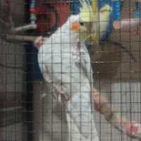 عروس هلندی سخنگو