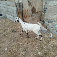 سه‌عدد‌بز