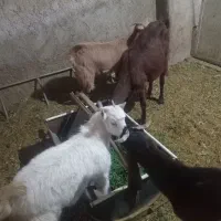 بز کهره گیسه