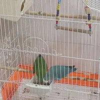 یک جفت طوطی برزیلی|پرنده|بوکان, |دیوار