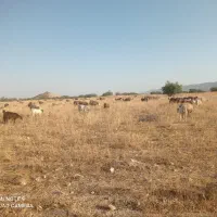بز داشتی|حیوانات مزرعه|شیراز, فخرآباد (دروازه کازرون)|دیوار