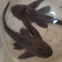 باسمنج خیابان ولیعصر جنب مسجد ولیعصر|ماهی|تبریز, |دیوار