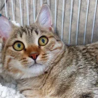 گربه گمشده|حیوانات|مراغه, |دیوار