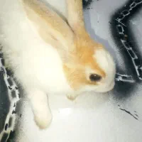 خرگوش|موش و خرگوش|برازجان, |دیوار