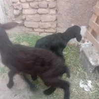 فروش بره شیری|حیوانات مزرعه|سمنان, |دیوار