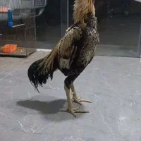 خروس لاری|حیوانات مزرعه|رشت, حمیدیان|دیوار