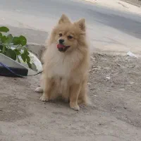 سگ پامر|سگ|جیرفت, |دیوار