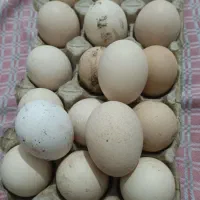 تخم لاری درخان ببین