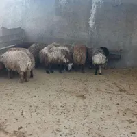 ۸ راس بره نر پروار باب قصابی|حیوانات مزرعه|کوهدشت, |دیوار