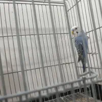 مرغ عشق|پرنده|صحنه, |دیوار