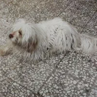 سگ شیتزو|سگ|قدس, شهر‌قدس|دیوار