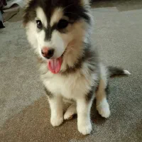 سگ هاسکی ماده1 ساله|سگ|مشهد, طلاب|دیوار