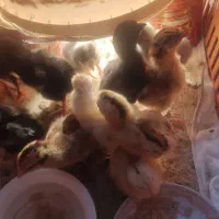 جوجه دوروزه
