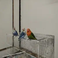 جوجه طوطی کوتوله