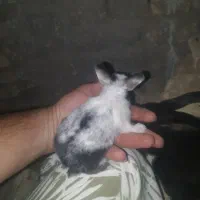 فروش خرگوش|موش و خرگوش|مهریز, |دیوار