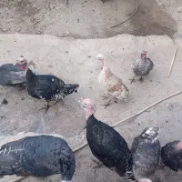 فروش بوقلمون