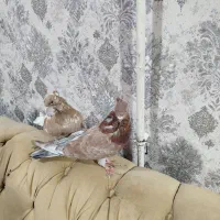 کبوتر ماده|پرنده|نوشین شهر, |دیوار