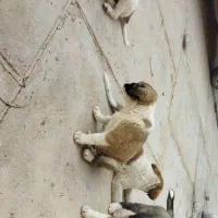 توله سگ
