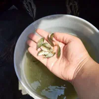 بچه ماهی کپور سه بند