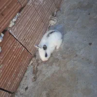 خرگوش لوپ و معمولی|موش و خرگوش|گرگان, |دیوار