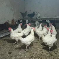 مرغ سفید محلی تخمگذار