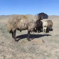قوچ گله شش دندان|حیوانات مزرعه|اردبیل, |دیوار