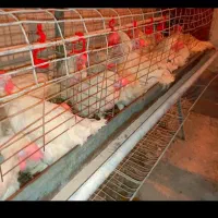 مرغ سفید تخمگذار|حیوانات مزرعه|هشتگرد, شهرک بعثت|دیوار