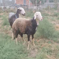 بره قوچ کنه سفید