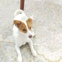 سگ پیدا شده