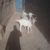 بز سانن دو دندان