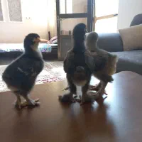 جوجه برهما بلک بلو کوکو|حیوانات مزرعه|مشهد, کارمندان دوم|دیوار