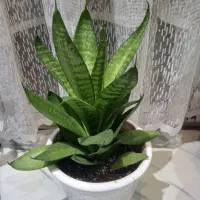 گل و گیاه طبیعی