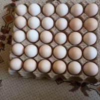 تخم مرغ
