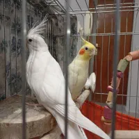عروس هلندی نر و ماده