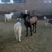 تکه مورسیاه درجه یک جوان|حیوانات مزرعه|تربت‌حیدریه, پائین ولایت|دیوار