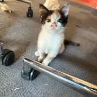 واگذاری گربه DSH