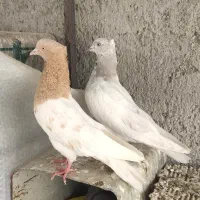 نر کله الماسی ماده کله زرد