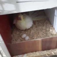 ۸جفت عروس لوتینو با ۱۰ تا جوجه