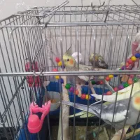 سه عدد عروس هلندی زیبا وسخنگو|پرنده|تهران, جوانمردان (اندیشه)|دیوار