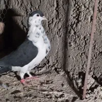 شجردارکرمانی|پرنده|زابل, |دیوار