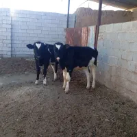 گاو گوساله نر.تلیسه.