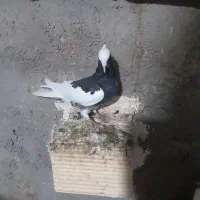 کبوتر|پرنده|کارزان, |دیوار