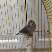 فنچ سیاه|پرنده|ری, دیلمان|دیوار