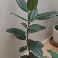 انواع گل‌های شاداب خانگی زیبا با قیمت مناسب|گل و گیاه طبیعی|کرمانشاه, |دیوار