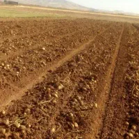 اجاره ۱هکتارو ۵ نی زمین